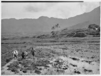 Farmer plowing with horse and long-horned cow, Hawaii, 1928