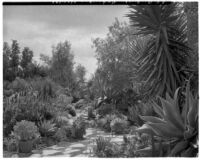 Alfred E. Dieterich residence, view of succulent garden with stone path, Montecito, 1931