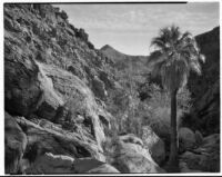 Desert palm near rocky mountains, probably Palm Canyon, Agua Caliente Indian Reservation, 1928