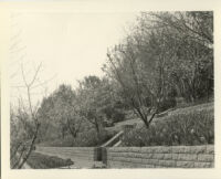 Harvey Mudd residence, terraced gardens of trees and daffodils, Beverly Hills, 1933