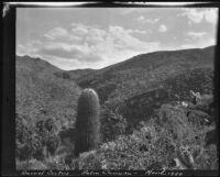 Barrel cactus on a slope above the palm oasis, Palm Canyon, Agua Caliente Indian Reservation, 1920