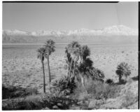 Desert palm oasis, Willis Palms, in Coachella Valley, 1932