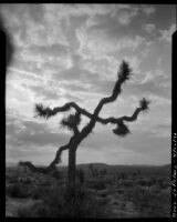 Dancing Joshua tree, near Twentynine Palms, 1930