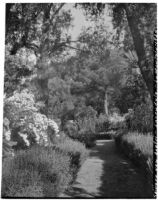 La Mortola botanical garden, view of lavender plants growing along a path, Ventimiglia, Italy, 1929