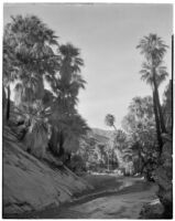 Stream running through a palm oasis, Palm Canyon, Agua Caliente Indian Reservation, 1925