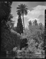 Gardens at Alcázar of Seville, view of trees across a pool, Seville, Spain, 1929