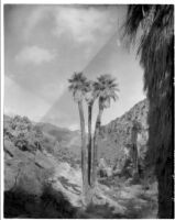 Washingtonia filifera (California Fan Palm), Palm Canyon, Agua Caliente Indian Reservation, 1925