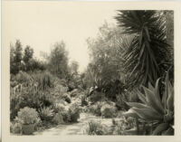 Alfred E. Dieterich residence, view of succulent garden with stone path, Montecito, 1931