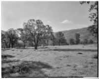 Mountain view with wild flowers and trees, Tehachapi Mountains, 1924-1925