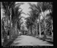 Road lined by palm trees at the James Waldron Gillespie residence (El Fureidis), Montecito, 1912