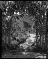 Buddleias madagascariensis example, Encinitas, 1932