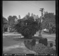 Yucca gloriosa, Claremont, 1912