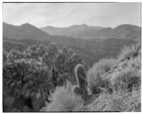 Palms growing in the desert with mountains in the background, Palm Canyon, Agua Caliente Indian Reservation, 1928