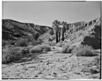 Shrubs in foreground, blackened palm trees in midground, Palm Canyon, Agua Caliente Indian Reservation, 1927