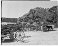 Mules standing near Cottonwood Mountains on Desert Queen Ranch, Joshua Tree, 1934