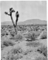 Yucca growing among desert shrubs, Morongo Valley, 1924