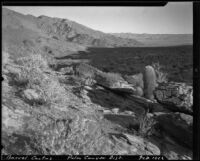 Barrel cactus on a slope above Palm Canyon, Agua Caliente Indian Reservation, 1922