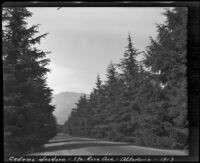 Santa Rosa Avenue lined with cedrus deodara trees, Altadena, 1913