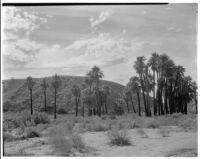 Desert landscape with palm oasis and mountain located in the Coachella Valley Preserve, Thousand Palms, 1928