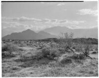 Sand verbena growing in the desert with mountains in the background, Indian Wells, 1926