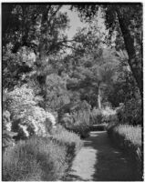 La Mortola botanical garden, view of lavender plants growing along a path, Ventimiglia, Italy, 1929