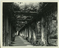 Huntington Botanical Gardens, pergola in the Rose Garden, San Marino, 1932