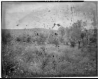 Orchard on a hill, Europe, 1929