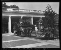 Sago palms (cycas revoluta) at the estate of Henry E. Huntington (later Huntington Botanical Gardens), San Marino, 1915