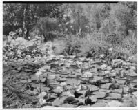 John Treanor residence, lily pond, 1930