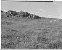 Grassy hillside with lupines in foreground, craggy rocks in background, San Joaquin Valley, 1935