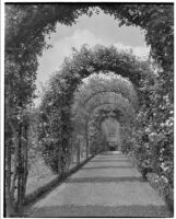 Huntington Botanical Gardens, rose arbor, San Marino, 1932