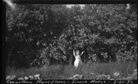 Rosita Dee Cornell standing in a field of Blueblossom, Sierra Madre, 1932