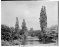Royal Botanic Gardens, Kew, view of geese by the lake, Kew, England, 1929