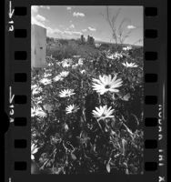 Clump of daisies in Elysian Park with distant view of downtown Los Angeles skyline, 1975