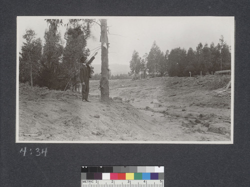Mr. Jensen showing height of deluge of mud at canon [i.e. canyon] above Mt. Olivet Cemetery near Colma, Cal