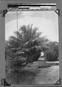 Missionaries' graves, Ipyana, Tanzania, ca. 1898-1914
