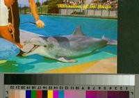 "Flipper, The Talking Dolphin, Marineland of the Pacific"