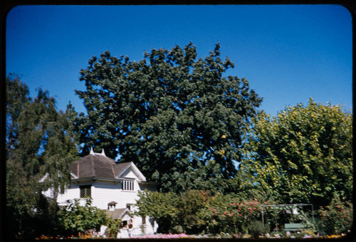 Calisphere Burbank Home And Paradox Walnut Tree In The Luther
