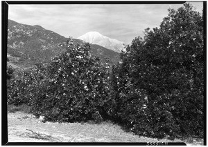 Sunkist orange grove at the entrance to San Antonio Canyon (road to Mount Baldy), ca.1932