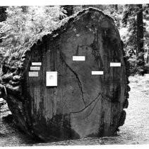 View of Richardson Grove State Park in Humboldt County and the redwood tree log with tree ring markers