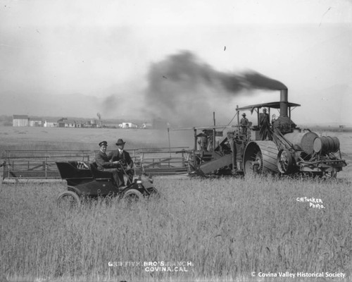 Field of wheat