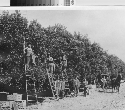 Three men on ladders