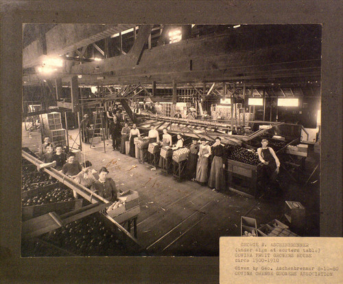 Women packing oranges