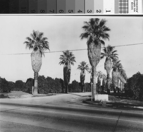 Corner palms