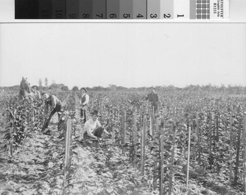 Four men planting