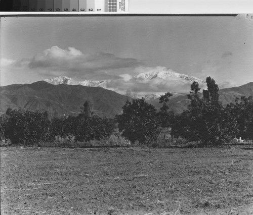 Trees and Mt. Baldy