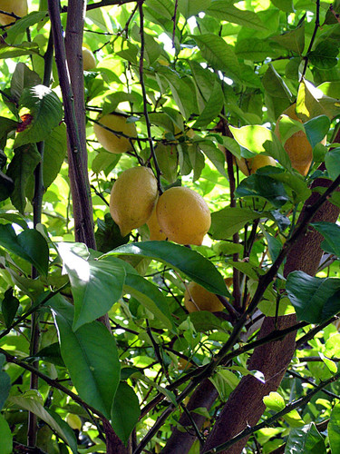 Lemons in shade