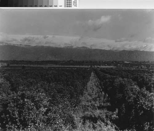 Fruit & mountains