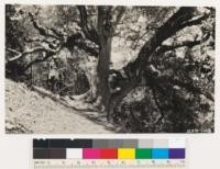 Large canyon live oak in woodland type on north slope head of San Miguel Creek