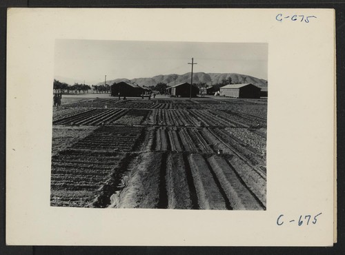 Manzanar, Calif.--Evacuees of Japanese ancestry are growing flourishing truck crops for their own use in their hobby gardens. These crops are grown in the wide space between blocks of barracks at this War Relocation Authority Center. Photographer: Lange, Dorothea Manzanar, California